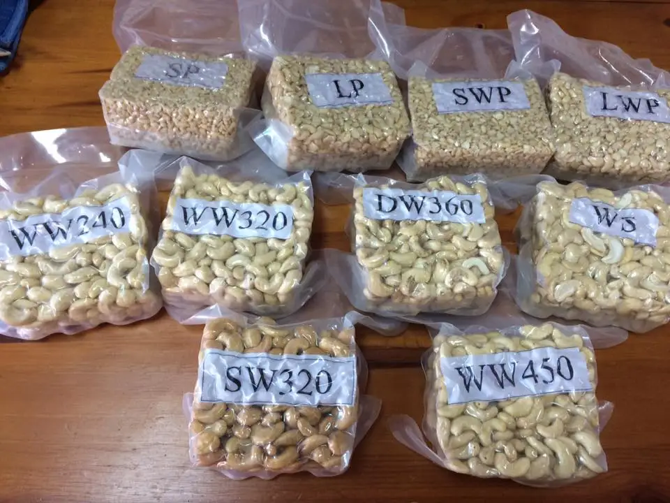 Vietnamese Cashew kernels / Broken kernels / Grade SP