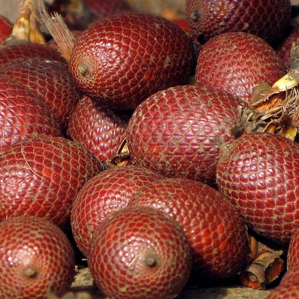 Aguaje Powder - Best Quality Organic Mauritia flexuosa With Quick Results, Quick Shipping