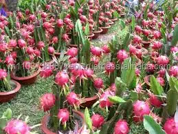 VIETNAM DRAGON FRUIT.