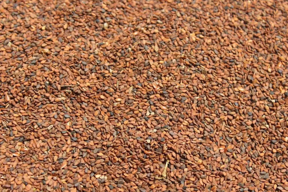 Семена коричневого кунжута 2021