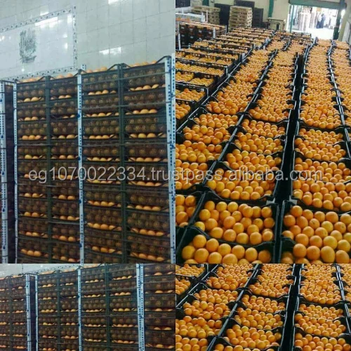 fresh Valencia orange ready to export on August from Egypt to South Africa