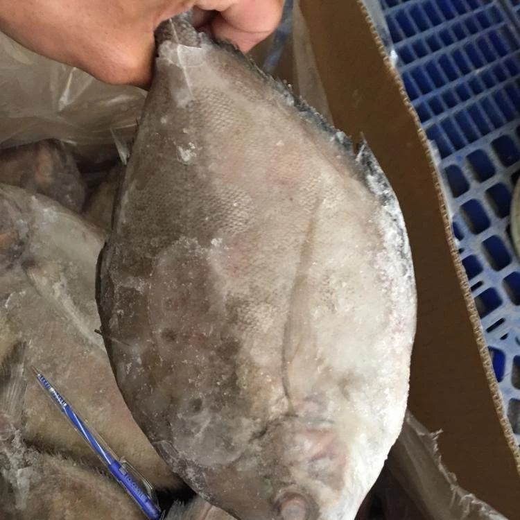 FROZEN BLACK POMFRET