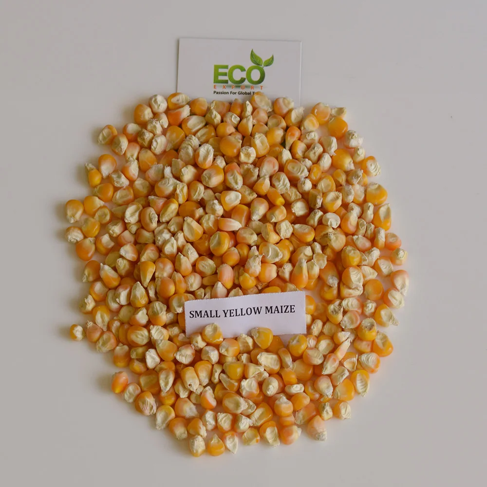 Top Quality Healthy Agriculture Best Quality Rich Protein Grain Rich Yellow Maize For Livestock Feed From Gujarat