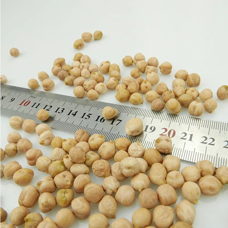 Good Quality Indian Kabuli Chick Peas 9 mm for Export