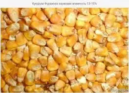 Ukranian-Лидер продаж желтый Кукуруза без ГМО