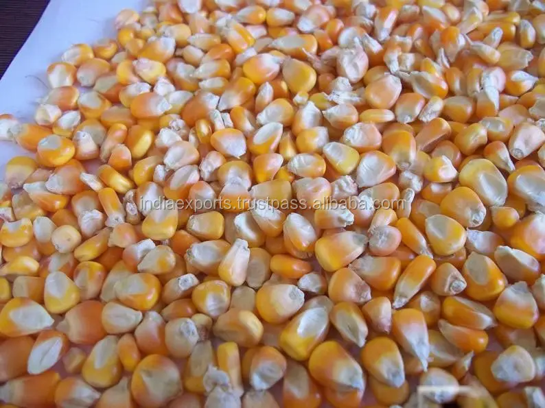 
Cattle Feed Yellow Maize 