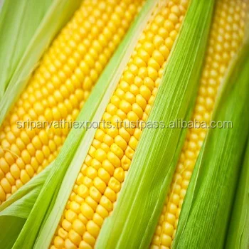 
Yellow corn for Human Consumption or Animal Feed 
