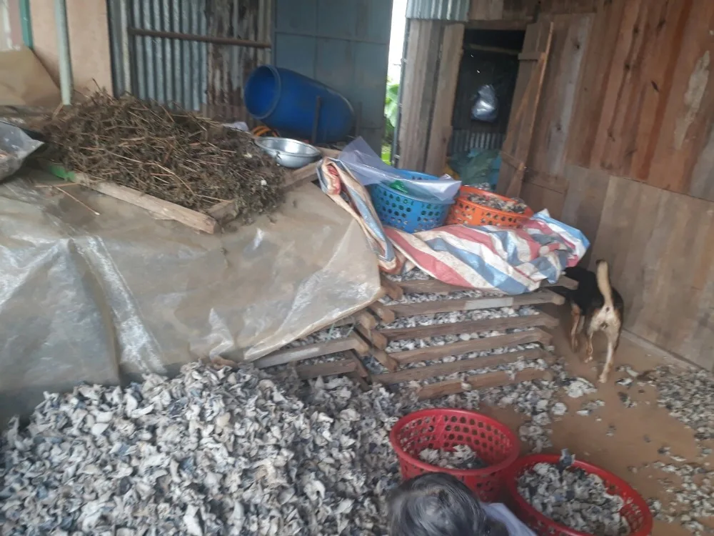 dried wood ear mushroom/ dried mushroom / black mushroom Vietnam in 2020