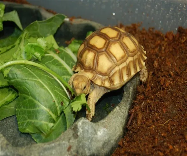 
Постельное белье для рептилий High EC coco coir 