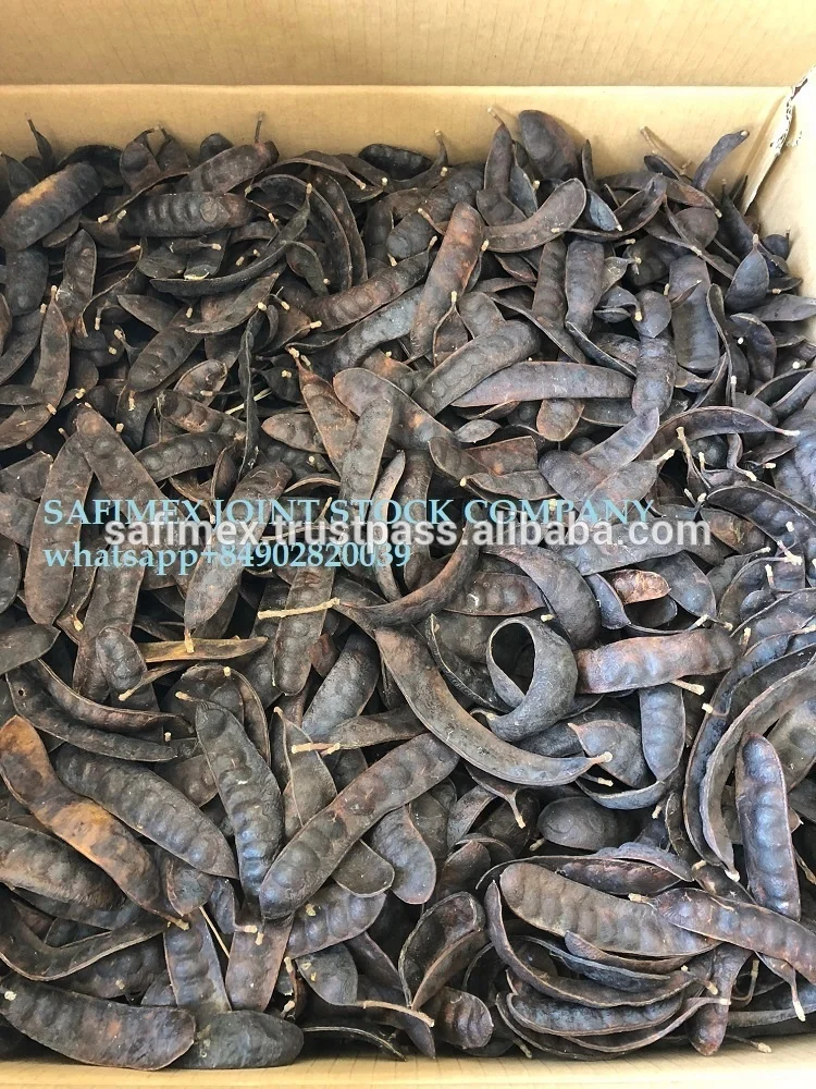 Gleditsia triacanthos Boket Vietnam honey locust