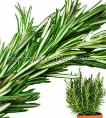 Top Quality Rosemary oil Manufacturer from India