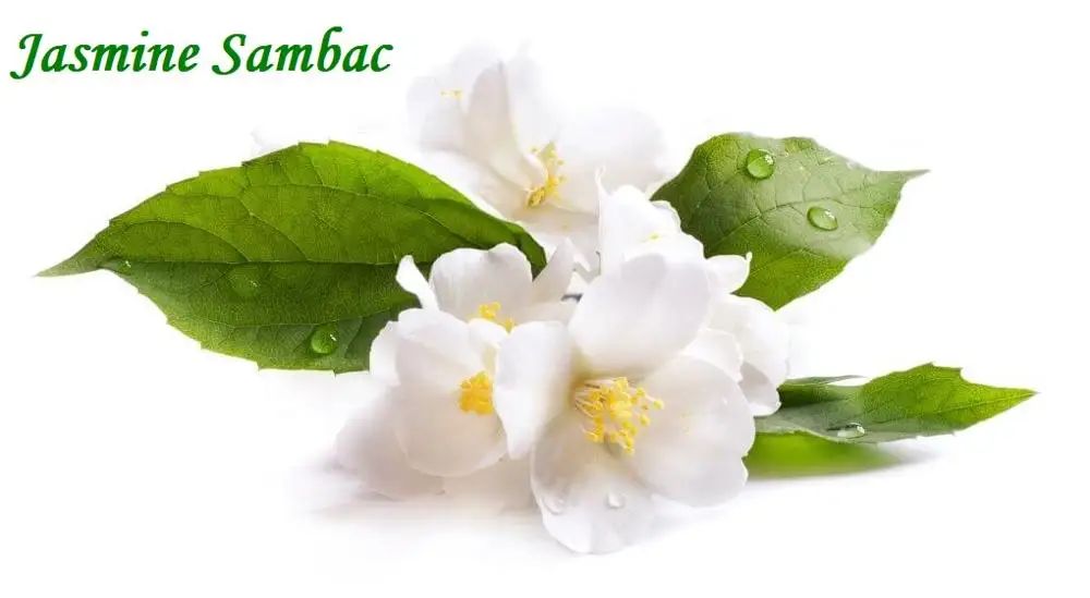 100% Natural Pure Jasmine Floral Water Supply | Skin Care jasmine Hydrosol Bulk Suppliers/ Exporters