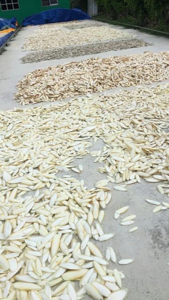 CUTTLE BONE/ CUTTLEBONE 2021 // Mr. ShinCA (+84) 378398089