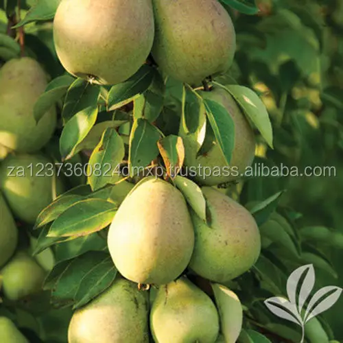 
FRESH PEARS, BEST QUALITY FRESH PEARS FROM SOUTH AFRICA 