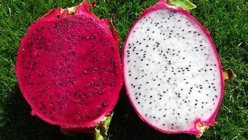 
Vietnamese red | White dragon fruit (pitaya) | Natural products from Vietnam agriculture 