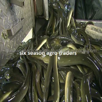 Live Eel Fish With cheap price / eel fish wholesales