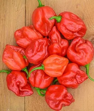 Fresh Habanero Pepper wholesale Price