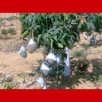 fresh mango ready export 2020