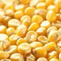 
New Crop Dried Yellow Maize 