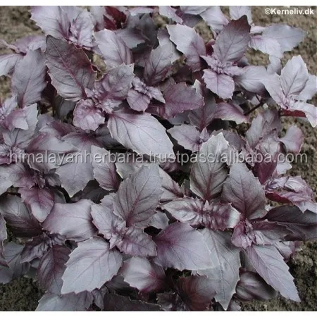 Organic Basil Oil | Ocimum basilicum Oil | Sweet Basil Oil ct Linalool - 100% Pure Essential Oils - Bulk Wholesale Price