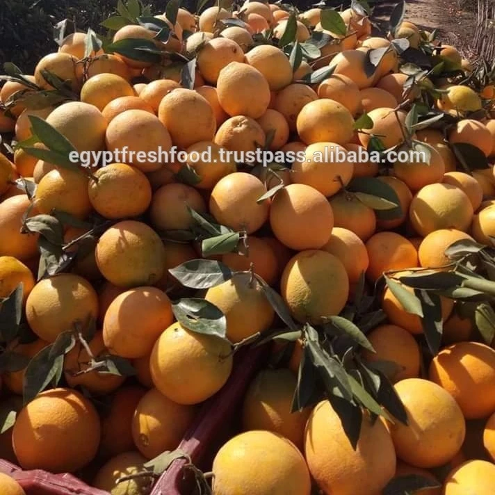 
fresh Navel Valencia oranges , Citrus from Egypt season 2020 