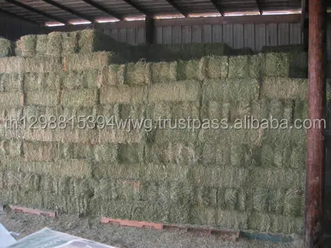Хорошее качество сеновые тюки Alfalfa. Кубики Alfalfa гранулы корм для