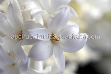 Jasmine Absolute / concrete Natural 100% Pure Essential Oil Egypt