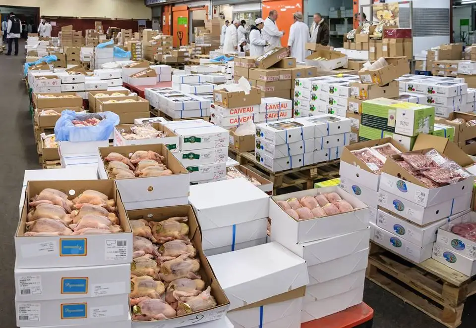 Grade B Halal Frozen Whole Chicken / Feet / Paws / Drumsticks