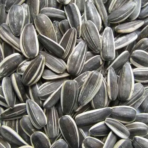 
Sunflower Seed for Sale at Low Price 