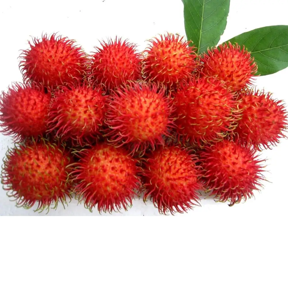 PREMIUM QUALITY FRESH RAMBUTANS FRUIT/VIETNAM FRESH MANGOSTEEN