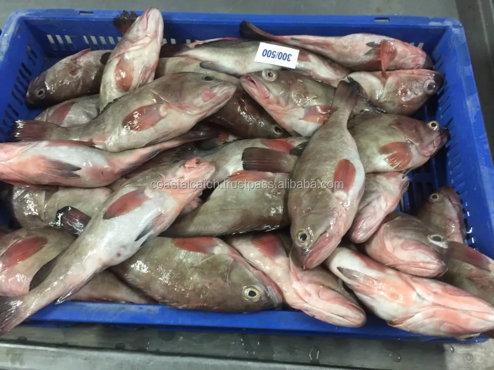GROUPER FISH/REEFCOD FISH WHOLE FROZEN