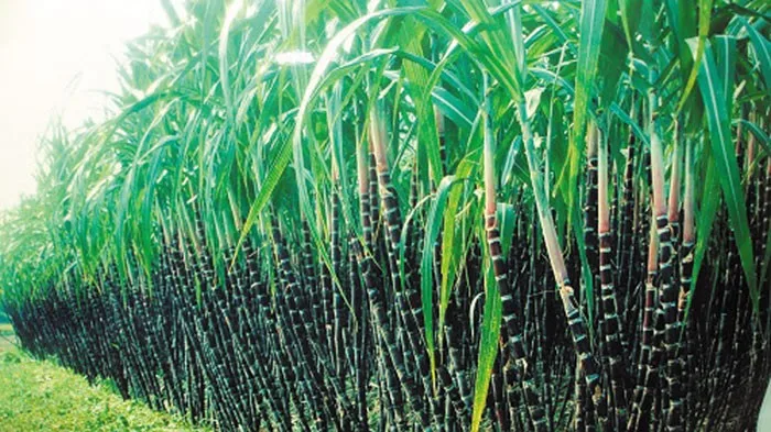 Viet nam frozen sugar cane +84 845 639 639