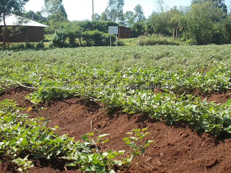 ORGANIC PURPLE SWEET POTATO _ GOOD PRICE _ HIGH QUALITY