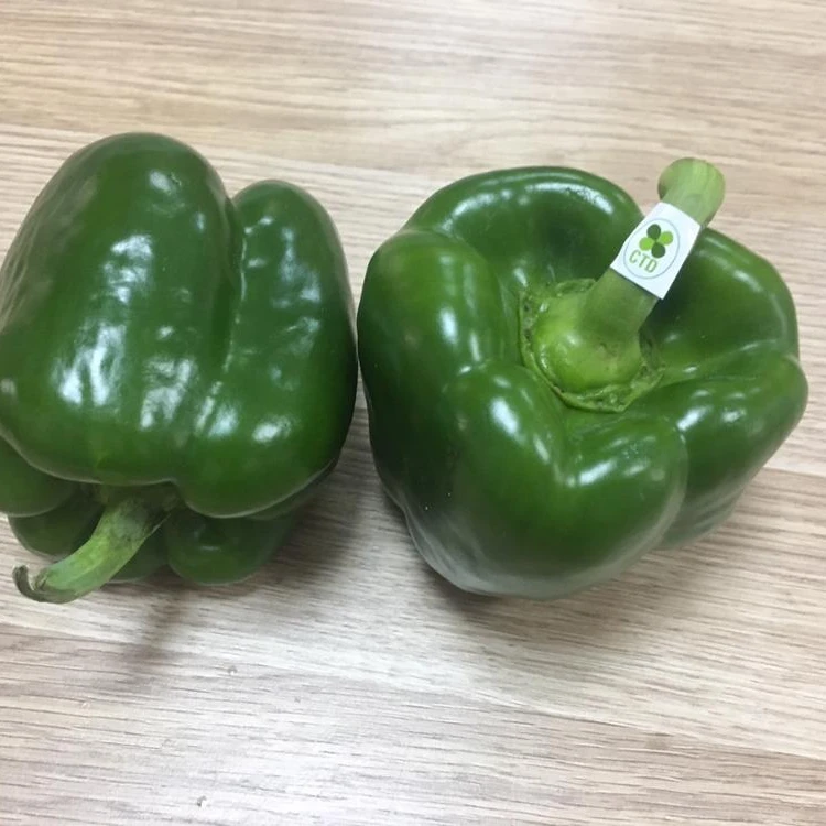 
Vietnam fresh green capsicum 