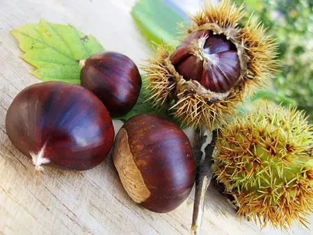 Fresh  2022 sweet china chestnut for sale