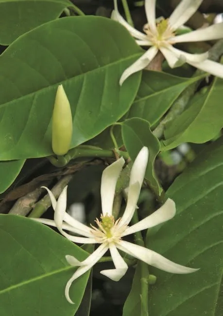 GMP Certified Pure And Natural With High quality Champaca White Essential Absolute Oil