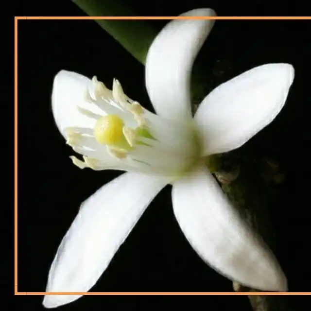 Neroli (Orange Blossom) Natural and Pure  Hydrosol Floral Water at reasonable price