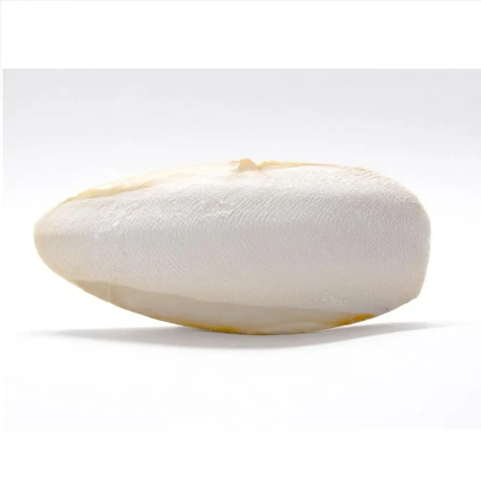 CUTTLE BONE/ CUTTLEBONE 2021 // Mr. ShinCA (+84) 378398089