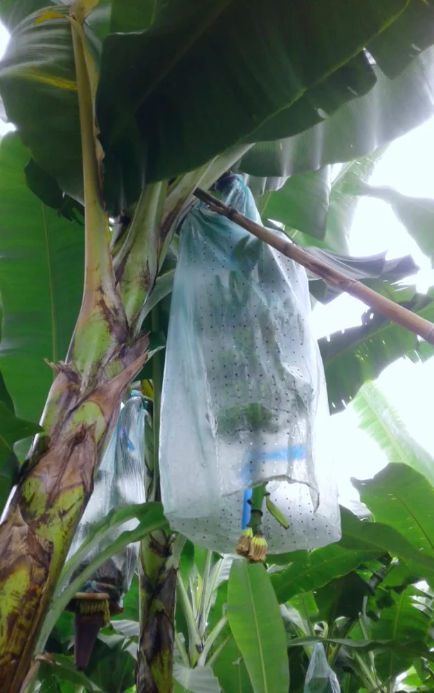 Бананы премиум-класса