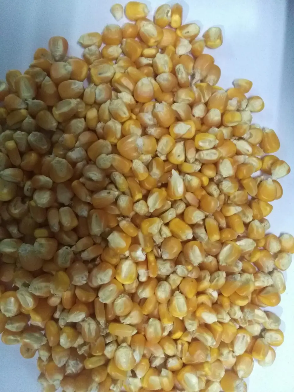 Yellow Maize Animal Feed