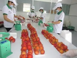 PREMIUM QUALITY FRESH RAMBUTANS FRUIT/VIETNAM FRESH MANGOSTEEN