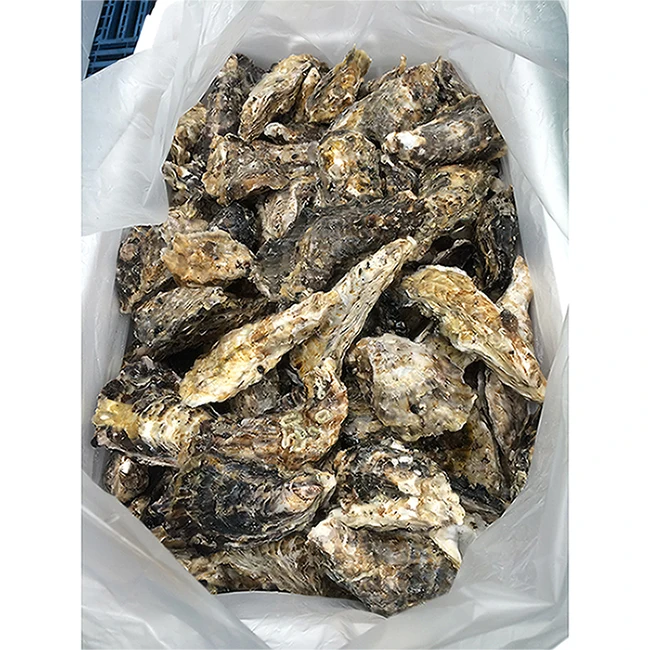 Private label Japanese oyster companies with good reputation