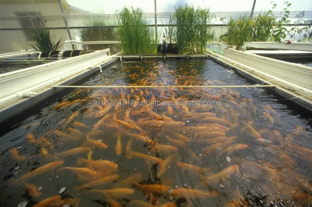 Probiotic fish feed for fresh and healthy looking tilapia