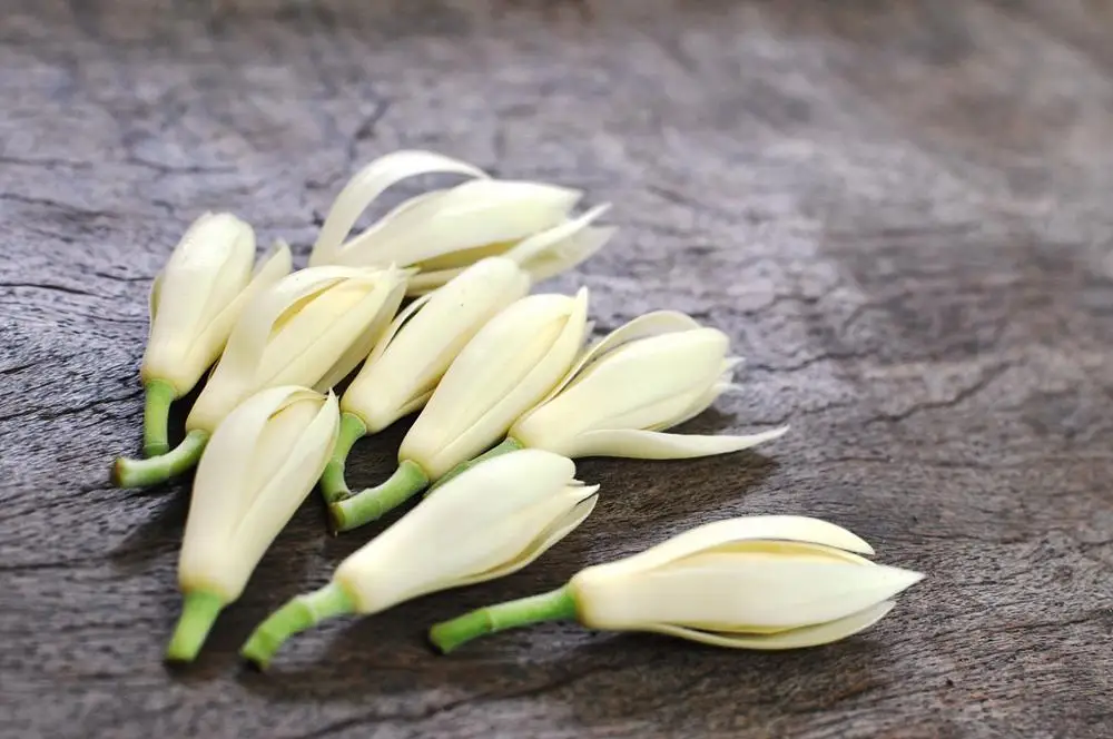 GMP Certified Pure And Natural With High quality Champaca White Essential Absolute Oil