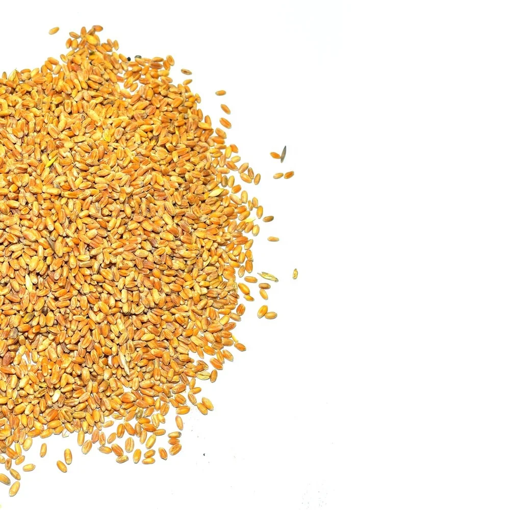 
Wheat grain for animal feed 