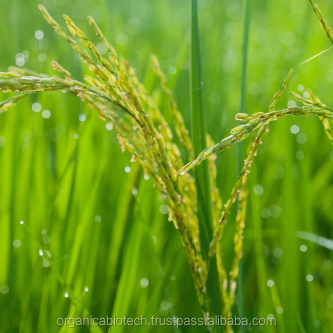 
Plant growth regulator rice fertilizer for beneficial farming 