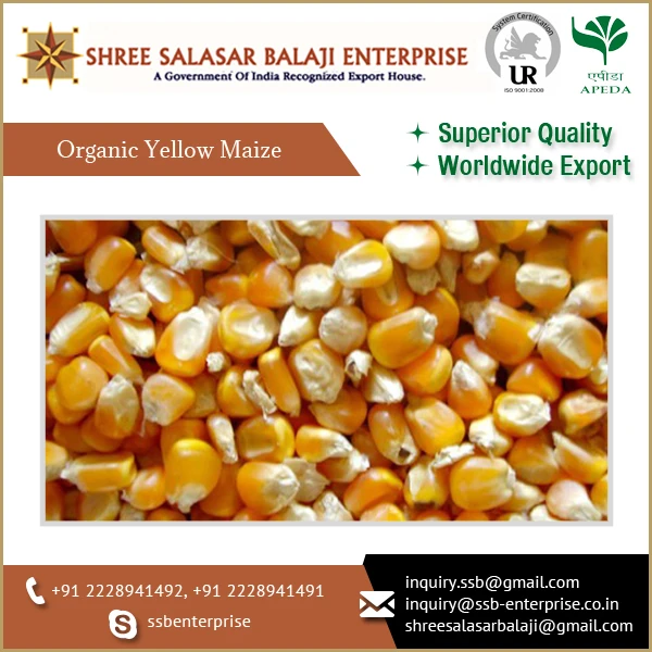 Trusted Supplier of Best Quality Nutritive Yellow Maize in Customized Packaging