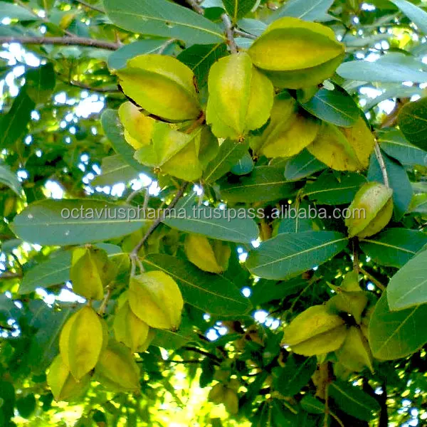 
Arjuna Capsules For Hypertension 