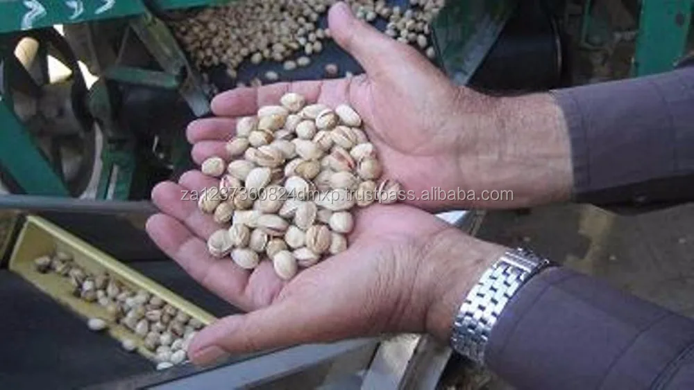 
MOST NEEDED PISTACHIO NUTS 