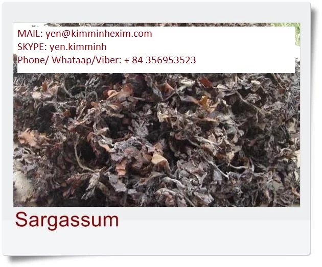 DRIED SARGASSUM SEAWEED FOR ANIMAL FEED